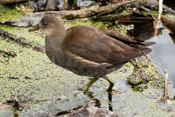 a juvenile common moorhen (gallinula chloropus) wading in a shallow pond
