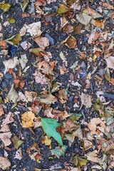Autumn leaves twigs and stones on a forest footpath closeup
