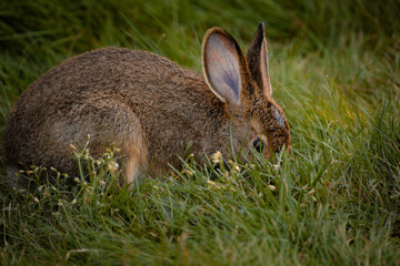 Snowshoe Hare