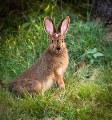 Snowshoe Hare
