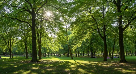 Fototapeta premium Sunlit haven serene landscape of lush green parkland with sunlight filtering through foliage