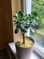 plant in a flowerpot