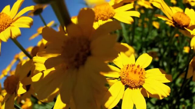 Attractive sunny multicolored blossom field Attractive multicolored blossom field in summer with blossoms primarily in golden, orange and pale hues