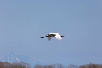 A Japanese crane flies in the sky. In the background is the volcano Tyatya. Kunashir