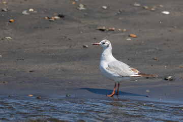 A close-up of a seagull standing on the shore.