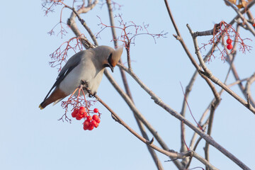 waxwing winter passerine bird feeding on berries