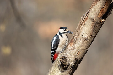 woodpecker hammering an old rotten tree