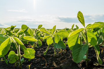 Green soybean plants thriving in a rural field under bright sunlight during early summer