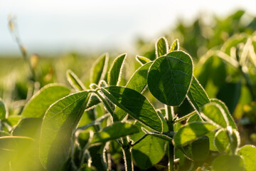 Green soybean plants thrive under the sunlight in a vast agricultural field during the growing season