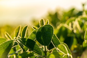 Vibrant green leaves basking in sunlight at a peaceful farm during early morning hours