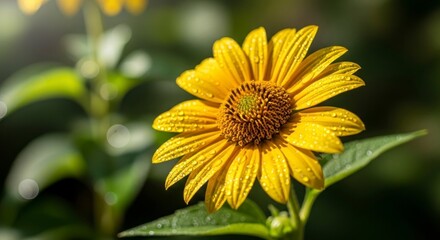 Obraz premium A vibrant yellow flower, covered in dew drops, stands out against a blurred background of greenery.