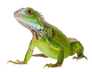 Green iguana, profile view, studio shot
