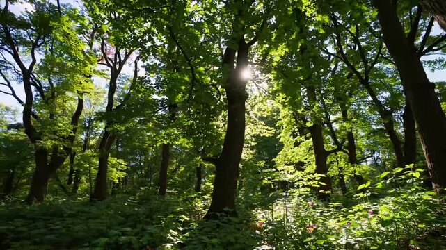 Lush Verdant Foliage in Woodland Setting
