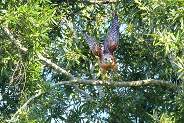 Red shouldered hawk launching from perch inflight after prey. 
