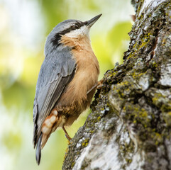 Kleiber am Baum