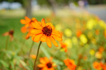 Vibrant Orange Zinnia Flower Blooming in a Summer Garden with Green and Yellow Background Bokeh