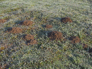 many mole holes on the frozen ground. Garden pest