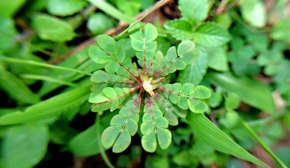 Close-up of Biophytum umbraculum leaves