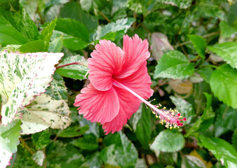 Side view of Chinese rose hibiscus flower