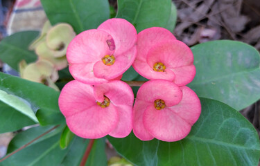 Close-up of Angel Face Euphobia Milli