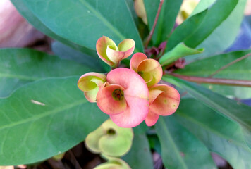 Young flowers of crown of thorns hybrid