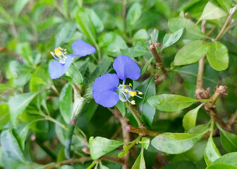 Common dayflower