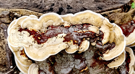 Close-up of Earliella scabrosa mushroom