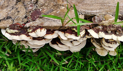 A cluster of Earliella scabrosa mushrooms
