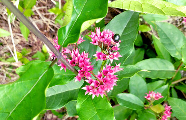 Java glory vine flowers