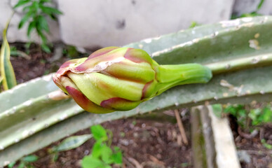 Queen of the night cactus flowerbud