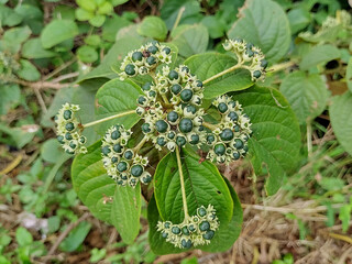 Flower buds of Clerodendrum polycephalum baker