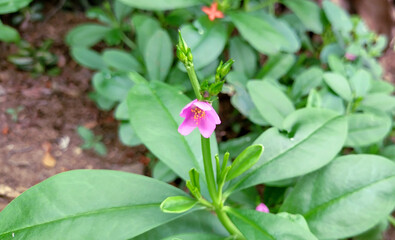 Waterleaf flower aka Jewels of Opar