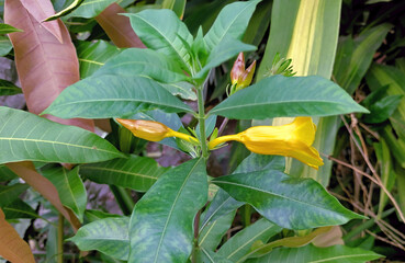 Side view of golden trumpet flower