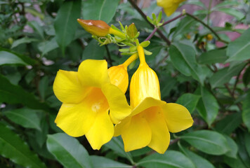 Allamanda cathartica flowers