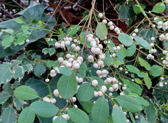 Indian snowberry