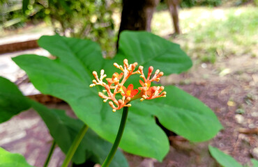 Flower of gout plant