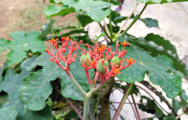 Flower and fruit of Buddha belly plant