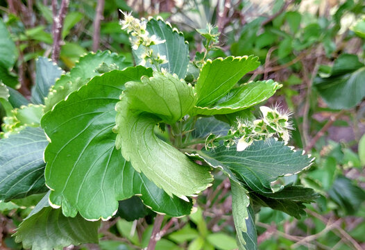 Jacob's coat plant
