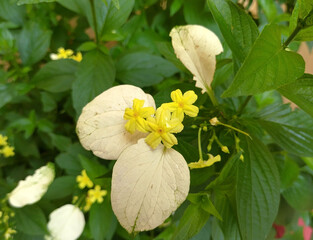 Mussaenda flava flowers and bracts