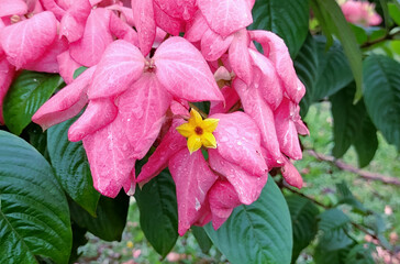 Mussaenda philippica flower aka Queen Sirikit flower