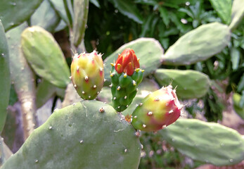 Prickly pear cactus fruits in various stages of ripening