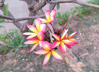 Rainbow plumeria