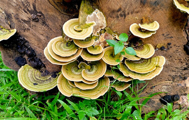 Turkeytail mushrooms growing on a dead tree trunk
