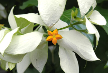 Tropical dogwood flower and bracts