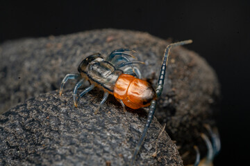 Close-up Macro of Centipede Head and Antennae with Orange and Blue Body Details