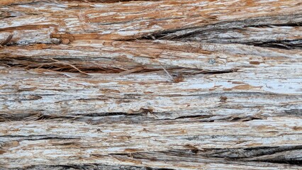 Close up texture of dry tree bark