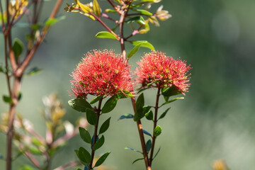 Close up of stiff bottlebrush (callistemon rigidus) flowers in bloom