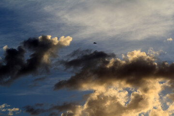 A lone bird soaring through a dramatic, cloudy sky