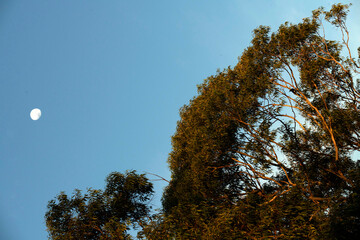 Moon shines in the daytime sky