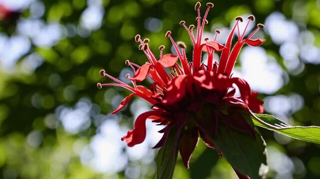 Bee Balm Flower Single bee balm flower blossoms in Cape Cod garden